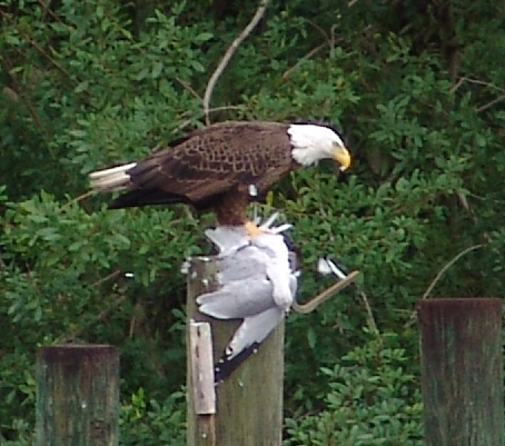 bald eagle eating a seagull